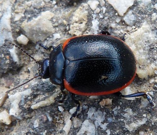 Chrysolina rossia